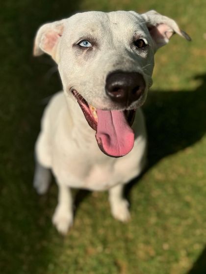 The many moods of Cheri-pie: the happy smile, showing off her beautiful heterochromia.