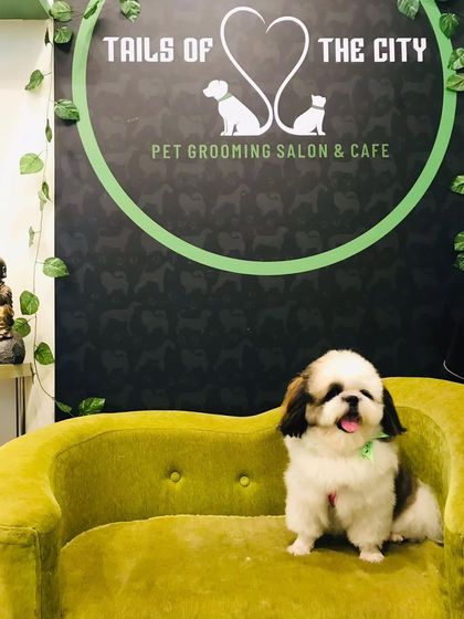Tails of the City - Pet Grooming Our Happy Doggos photo 40