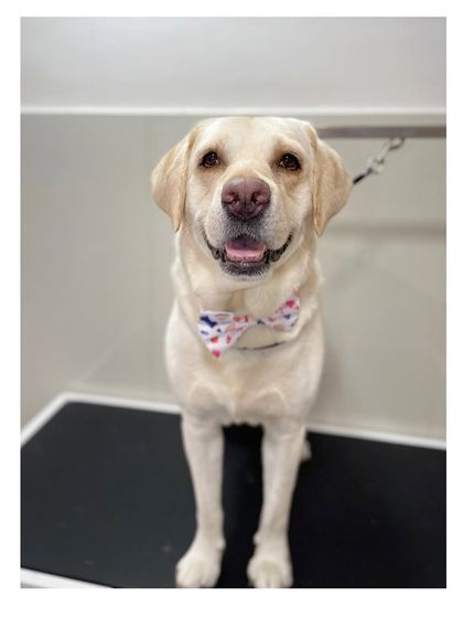 Furrybells Pet Grooming - Pet Grooming (Dogs & Cats) Breed-Specific Dog Styles photo 85