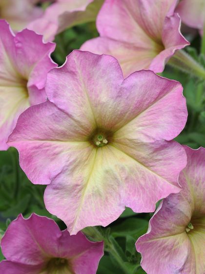 A beautiful two-toned petunia with a soft yellow center that blends into warm pink edges. This variety has a lovely, sunset-like quality.