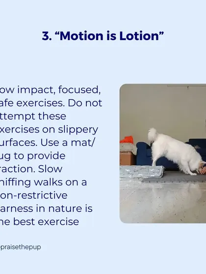 "Motion is lotion" for arthritic joints. I focus on low-impact, safe exercises on non-slip surfaces. Slow, sniffing walks on a non-restrictive harness are often the best form of exercise.
