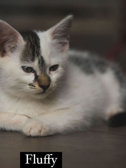 This is Fluffy, one half of a playful, floofy pair. Along with his brother Fudge, he is litter-trained, vet-checked, and ready to bring double the love into your life.