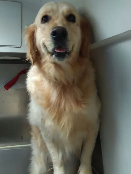 Golden Retrievers are frequent visitors to our mobile salon. Their friendly and patient nature makes them a joy to groom, and we love seeing them leave with a wagging tail.
