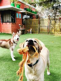 Dog Boarding (Overnight & Long-Term)