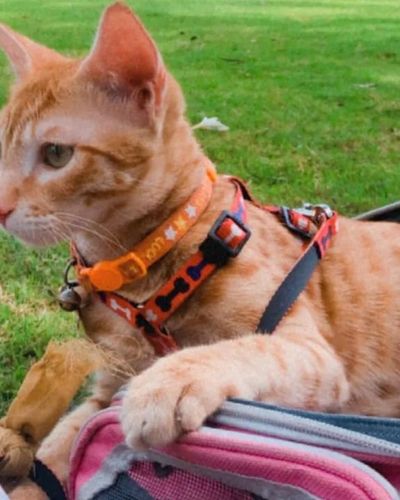 Pet Taxi