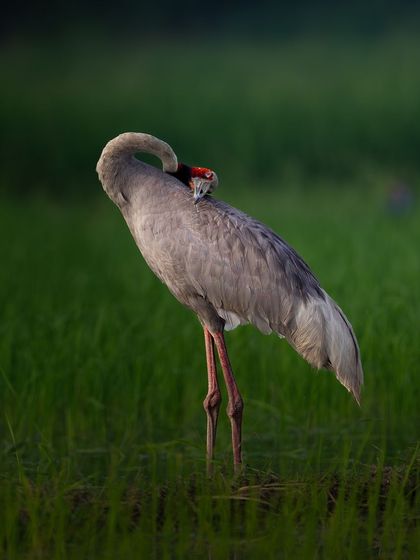 A Sarus Crane preening its back feathers. The graceful curve of its neck is the main focus of this intimate portrait.