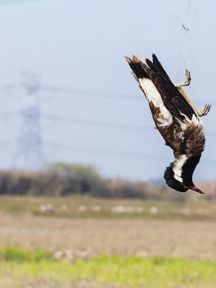 A Red-wattled Lapwing hangs dead, entangled in a net set up in a wheat field at Najafgarh Lake, a victim of human-wildlife conflict.
