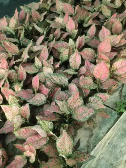 A large patch of Pink Aglaonema growing at the nursery. The vibrant pink and green leaves make this a very popular choice for gifting.