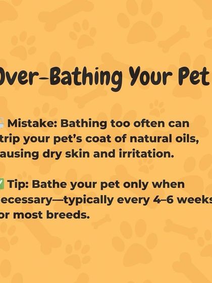 Oh My Dawg - Pet Grooming Services Pet Care Tips from Our Experts photo 7