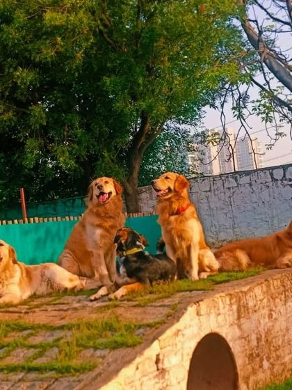 The Golden Retriever squad posing like pros. They love hanging out on our custom-built play structures.