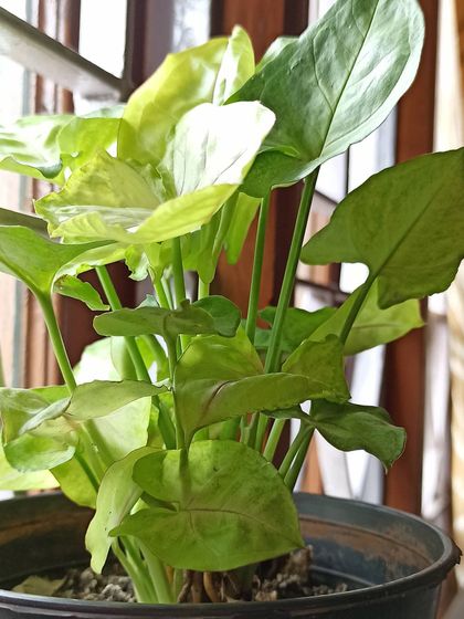 A Splash of Color: Flowers & Foliage photo 16