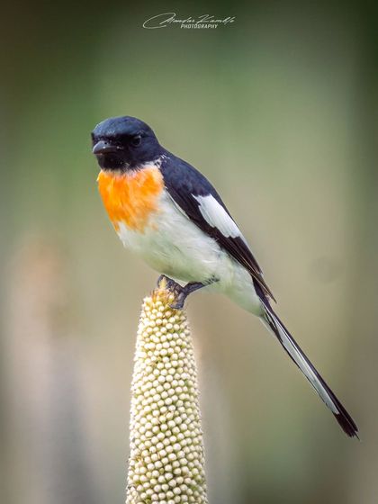 Birds in Action photo 22