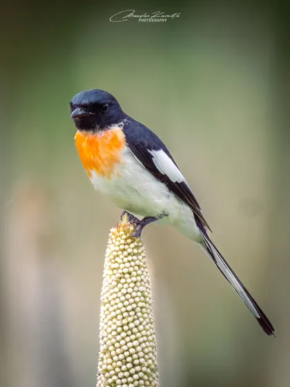 A White-bellied Minivet perches atop a millet stalk, a colourful bird on a natural feeding station.