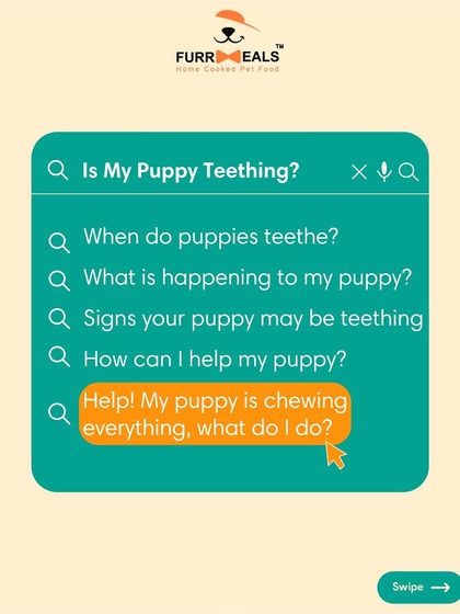 Is your puppy chewing everything? This is a complete guide to puppy teething. Learn the timeline, the signs of discomfort, and how you can help soothe their gums and save your furniture.