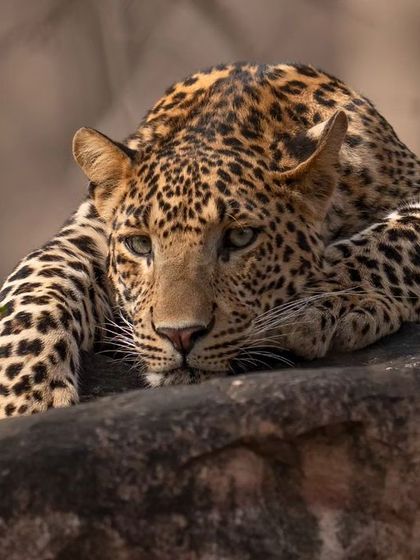 A handsome leopard relaxing on a rock, carefree in the heart of tiger territory. Ranthambore has a healthy leopard population, offering fantastic sightings.