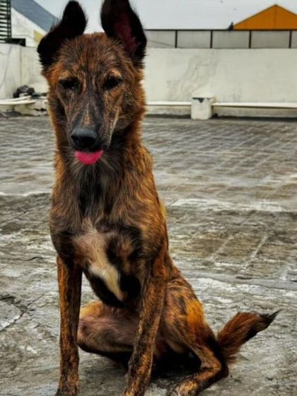 Tingi sticking her tongue out, showing a bit of her playful personality. Her rescuer can arrange transport anywhere in India.