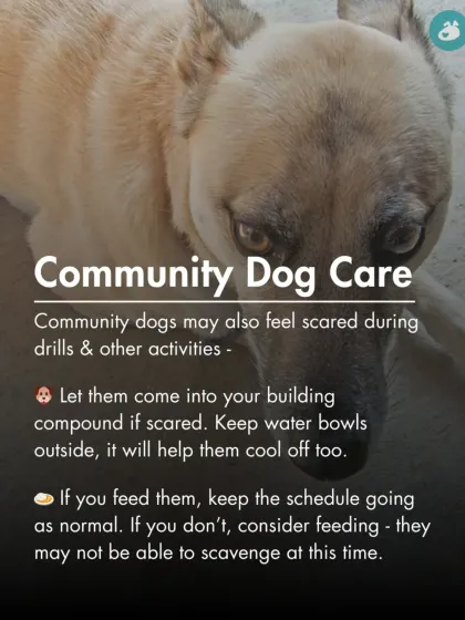 The Pack - Online Pet Parent Community A Voice for Every Dog photo 46