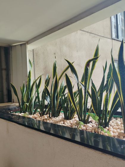 Indoor & Office Greenery photo 10