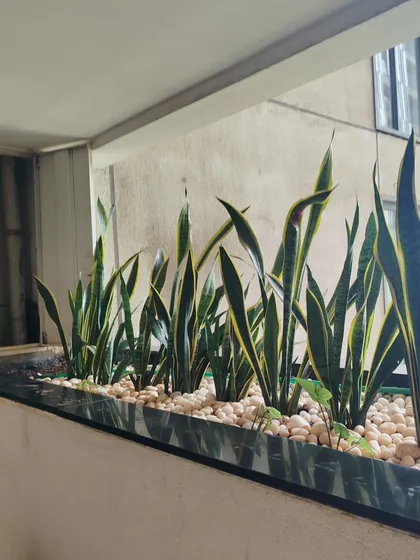 A row of Snake Plants (Sansevieria) in a balcony planter, topped with white pebbles for a clean, modern look. Snake plants are excellent air purifiers and very low maintenance.