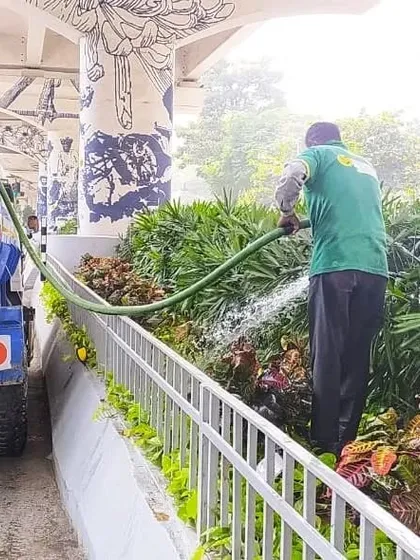 For large public projects like this one under a flyover, proper watering is essential. My team uses water tankers to efficiently irrigate the extensive garden beds, ensuring the plants receive the hydration they need to thrive.