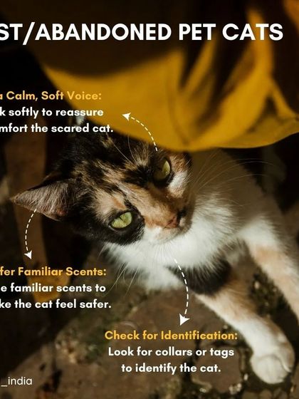 Cupa - Pet Adoption, Fostering & Sponsorship The Hard Truth: Advocacy & Responsible Pet Ownership photo 11