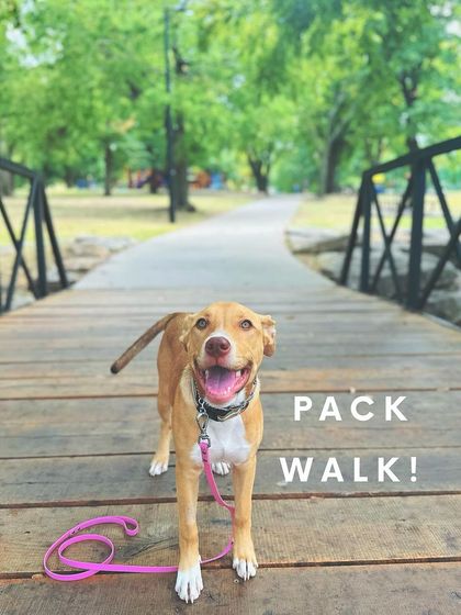 Tulsa Dog Trainer - Pack Walks Our Pack Walks in Action photo 4