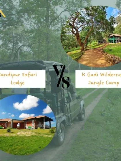 Bandipur Safari Lodge vs. K Gudi Wilderness Camp. Bandipur is known for its vast landscapes and large herds, while K Gudi offers a dense, mystical forest experience. Both are fantastic for wildlife sightings.