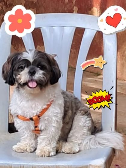 PetStepin - Pet Boarding & Daycare Safe & Happy Holiday Stays photo 3