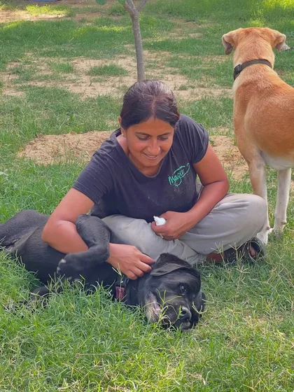 The dogs at our home boarding are truly living their best lives. This image captures a moment of pure contentment, with one dog relaxing in Asha's lap while another stands watch. It's a testament to the peaceful, pack-like environment we cultivate.