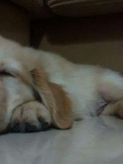 Petspace - Dog Boarding Our Pack Through the Years photo 42