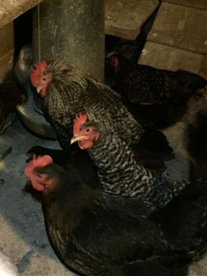 Barred Rock and other hens from the flock we were helping to disperse. We always try to help out fellow farmers and animal owners when we can.