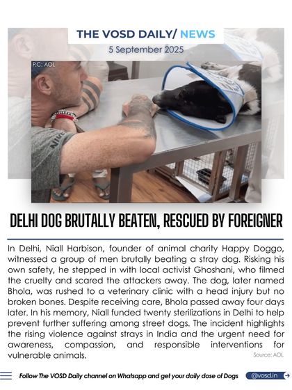 In Delhi, a stray dog named Bhola was brutally beaten by a group of men and later passed away. Though he couldn't be saved, his story must serve as a catalyst for change against the rising violence towards strays in India.