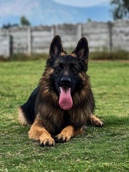 Paras Tomar - Dog Boarding & Daycare Meet Our Happy Guests photo 4