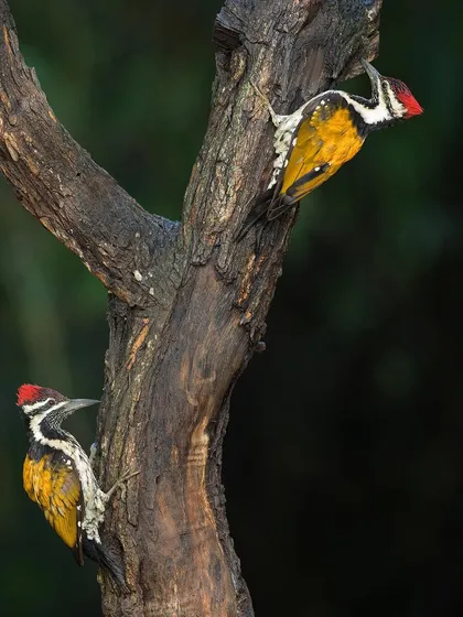 Two Lesser Goldenbacks on the same tree trunk, possibly a pair or rivals interacting.