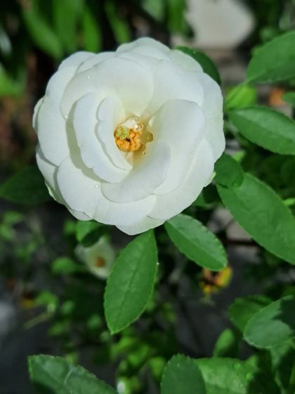 Bhardwaj - Urban Gardening Consultation A Riot of Colorful Flowers photo 192