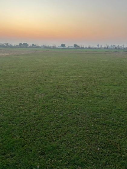 A peaceful evening at the nursery. The vast expanse of green is a testament to the hard work that goes into growing premium lawn grass.