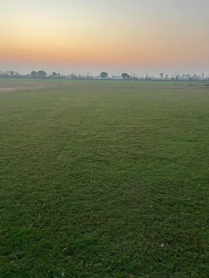 A serene view of my grass farm at sunset. The quality of the environment where the grass is grown reflects in the final product.