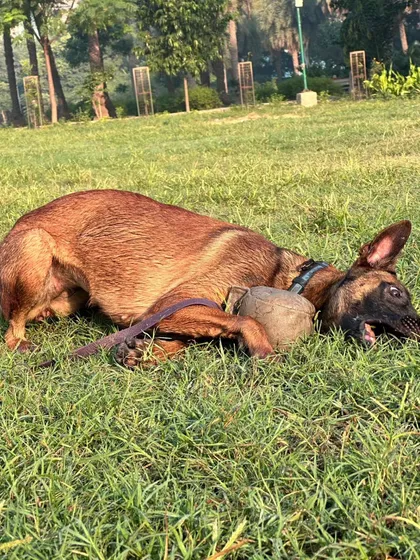 A well-trained dog knows when to work and when to relax. After an intense session, this Malinois enjoys some downtime with his favorite reward ball.