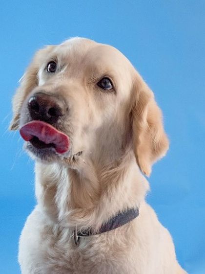 Another gorgeous shot of Zoey, capturing her sweet and gentle personality. A great photo can make all the difference for a rescue dog.