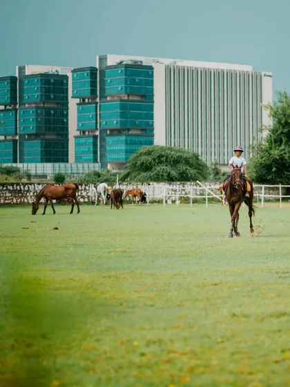 A rider enjoys a peaceful moment in the field, with our herd grazing nearby and the city buildings forming a modern backdrop.