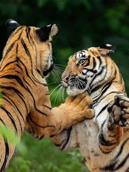 Sibling love and play. Two tiger cubs from Tadoba engage in a playful fight, a behavior that helps them hone their skills for the future.