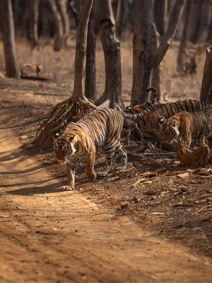 Riddhi and her three cubs walking towards Rajbhag. This image, with the vehicle removed using AI, focuses purely on the family's journey through their kingdom.