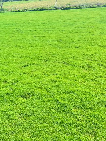 The vibrant green of my Nilgiri grass, ready for delivery. This variety is known for its bright color and is a popular choice for gardens.