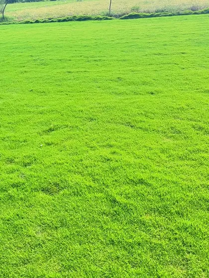 A vibrant green field of my natural grass. I supply these grass carpet rolls all across India.