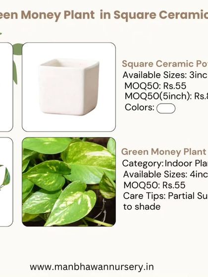 Here's another smart gifting combo: a Green Money Plant in a sleek, square ceramic pot. It's a thoughtful and stylish gift that is said to bring good luck.