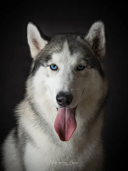 The eyes truly are the window to the soul. This classic, close-up portrait of a Siberian Husky uses a simple black background to draw all attention to his striking blue eyes and happy expression, captured with perfect clarity.