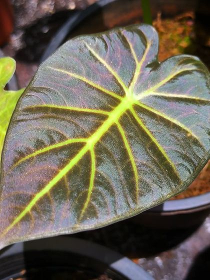 Rare & Collector's Plants photo 23