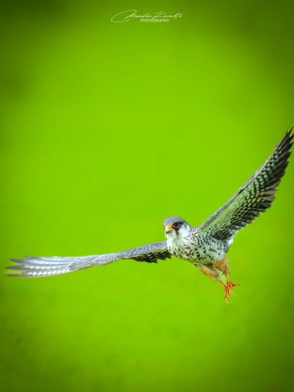 Birds in Action photo 8