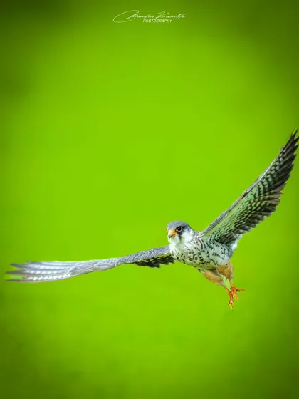 Another perspective of the female Amur Falcon in flight, this time against a vibrant green background. This shot gives a clear view of its underwing patterns and focused gaze.