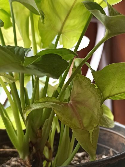 A Splash of Color: Flowers & Foliage photo 15